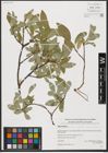 Foto von Salix hastata L.